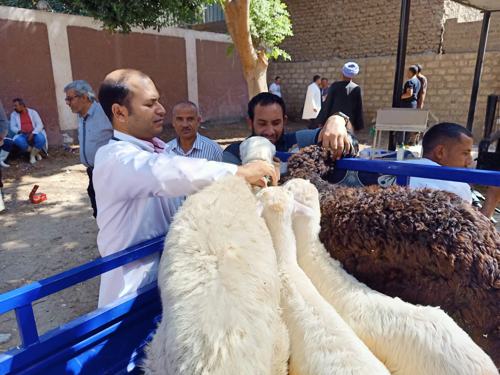 أعمال القافلة البيطرية بدير الجنادلة أعمال القافلة البيطرية بدير الجنادلة