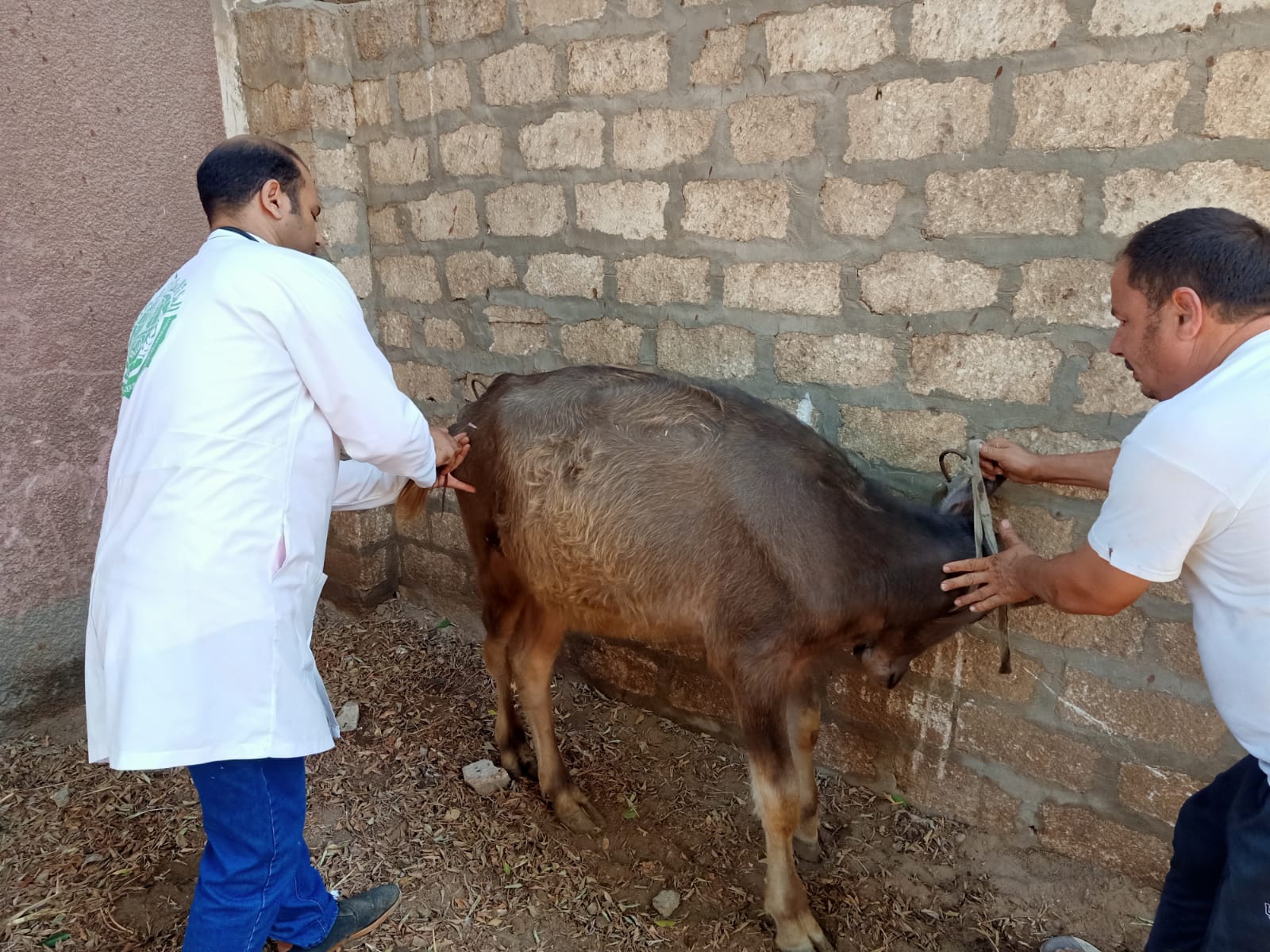 القافلة البيطرية بدير الجنادلة القافلة البيطرية بدير الجنادلة