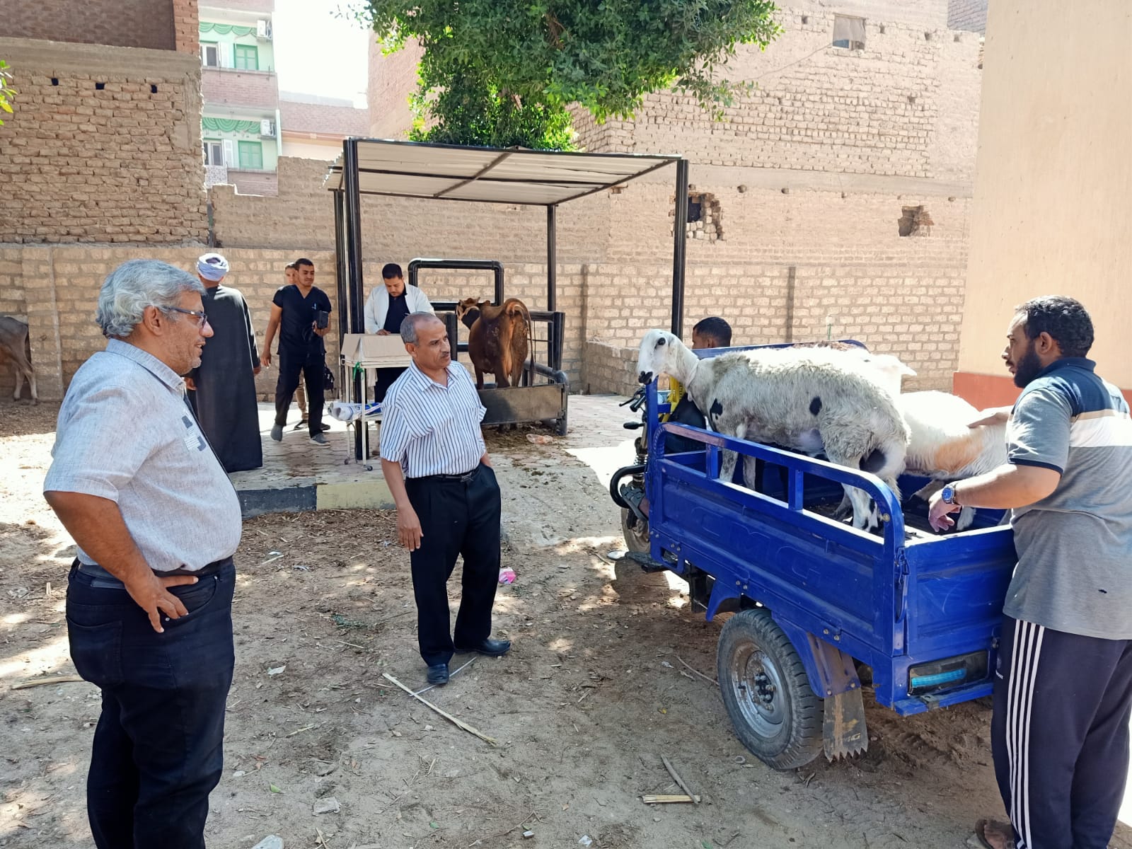 جانب من أعمال القافلة البيطرية بدير الجنادلة جانب من أعمال القافلة البيطرية بدير الجنادلة