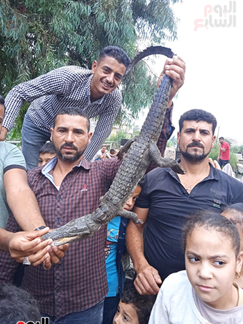 صيادان يعثران على تمساح بنهر النيل بقرية بكفر الشيخ