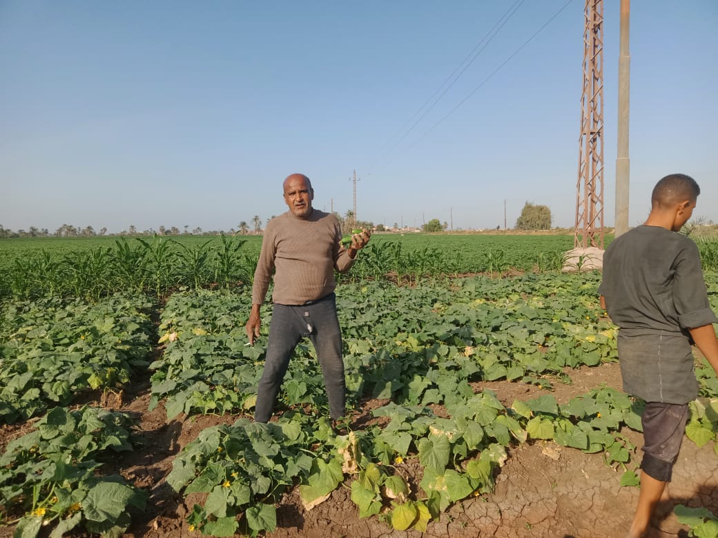 عامل خلال جنى الخيار بالمنيا عامل خلال جنى الخيار بالمنيا