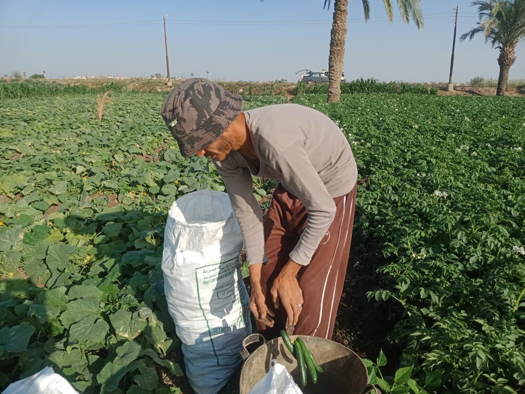 عامل يجنى كميات الخيار من مزارع المنيا عامل يجنى كميات الخيار من مزارع المنيا