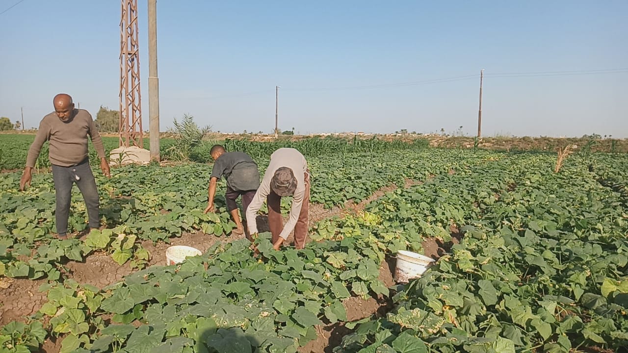 عمال المنيا خلال جنى الخيار عمال المنيا خلال جنى الخيار