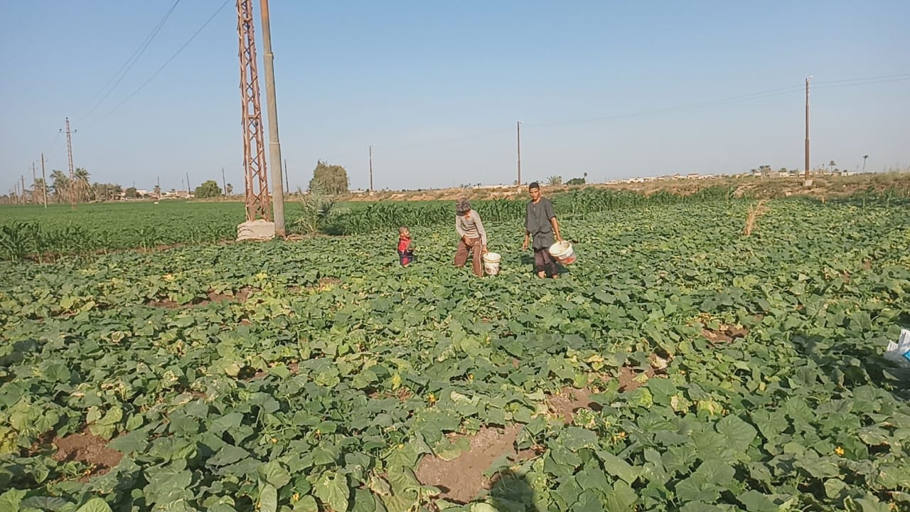 جنى الخيار فى مزارع المنيا جنى الخيار فى مزارع المنيا