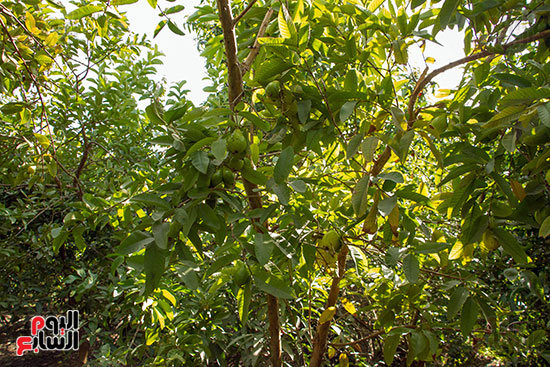 شجرة الجوافة