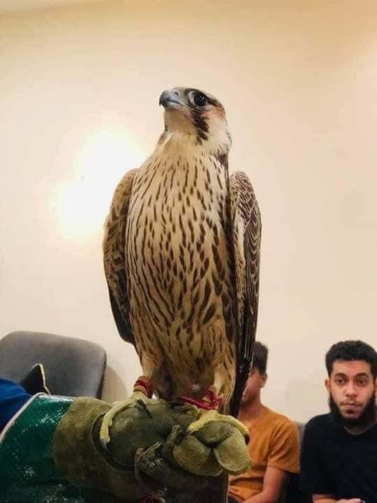 صقر نادر فى ليبيا