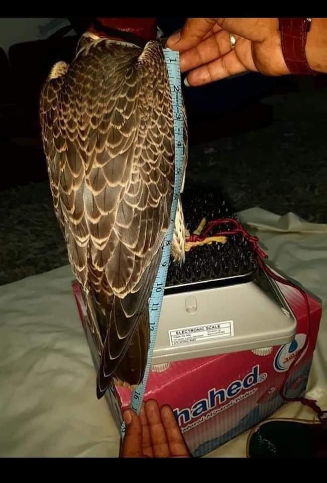 بيع صقر نادر فى ليبيا بحوالى 8 مليون جنيه