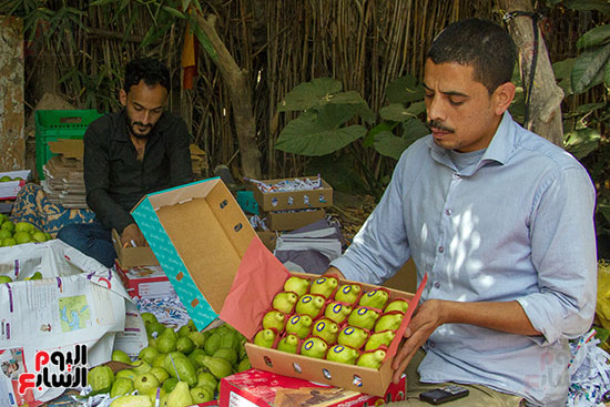 حصاد الجوافة البلدى (2)