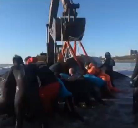 عملية انقاذ الحوت
