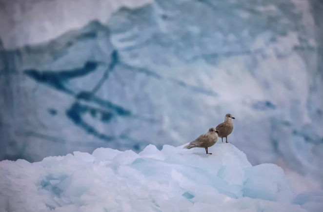 طيور النورس تقف على الجليد أمام نهر إكي الجليدي في شمال إيلوليسات