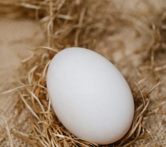 استخدام البيض في روتين العناية بجمالك (1)