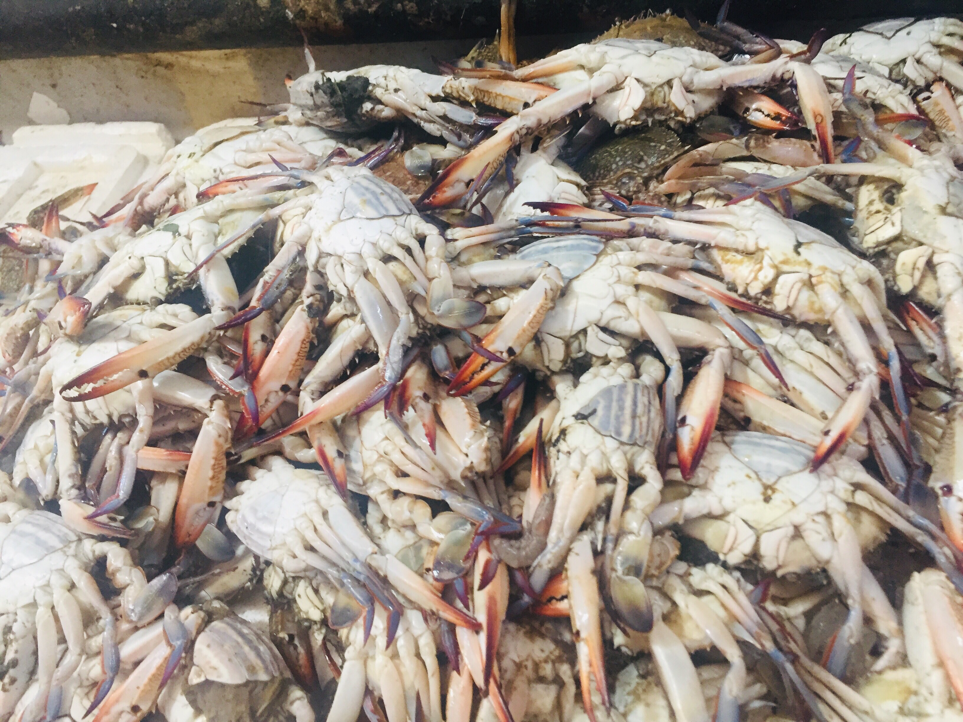 سوق بورسعيد للأسماك (7)