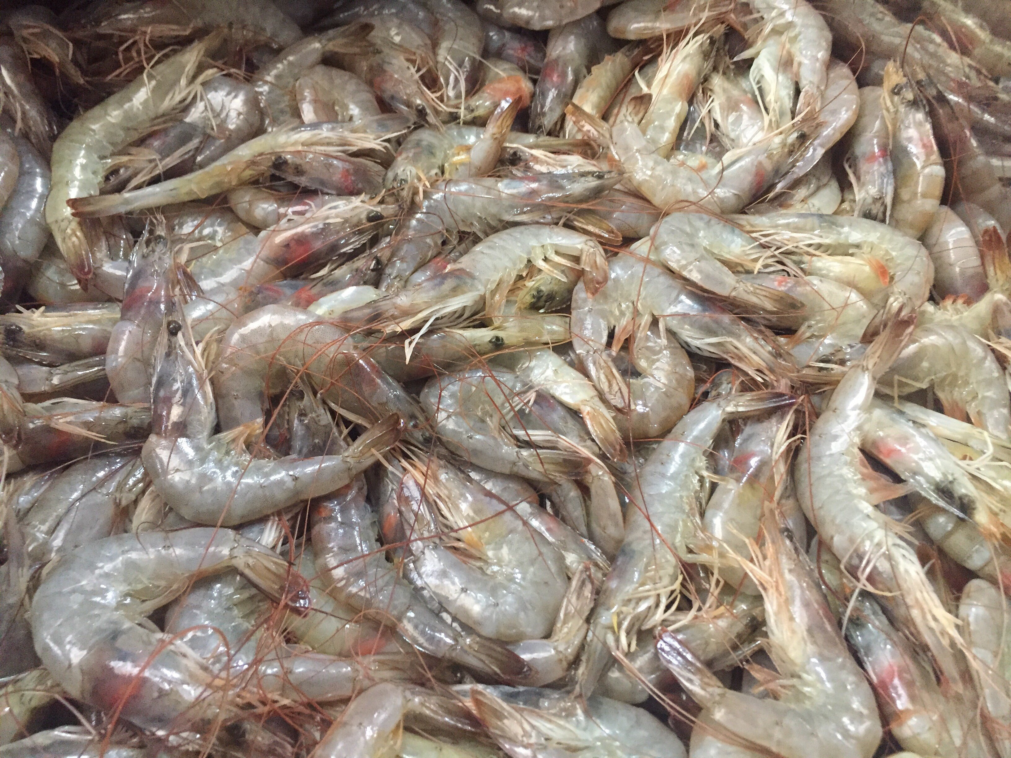 سوق بورسعيد للأسماك (1)