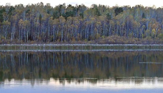 50599-منظر-لإنعكاس-الأشجار-في-مياه-نهر-إركوتسك
