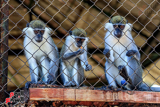 القرود بحديقة الحيوان (2)