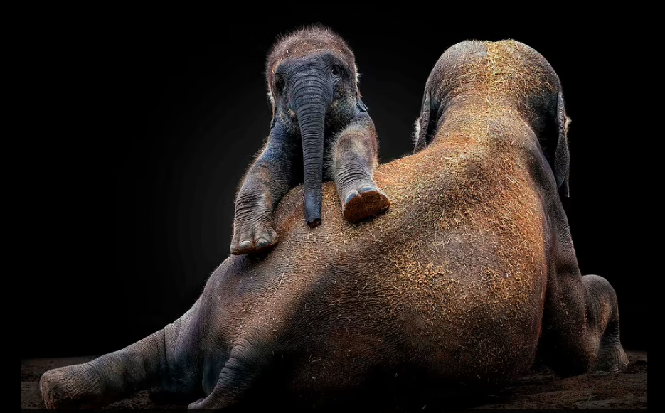 فيل يمرح على ظهر والدته