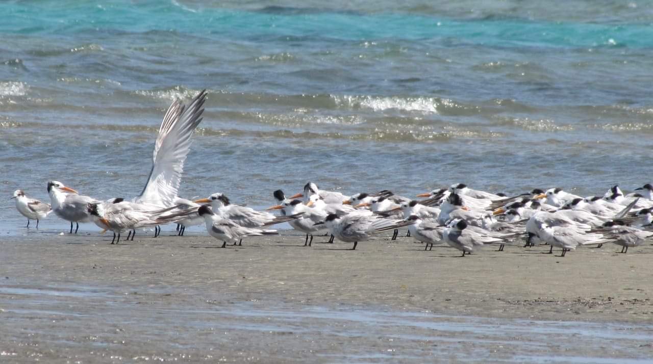 - الطيور المهاجرة بشواطئ محمية وادي الجمال