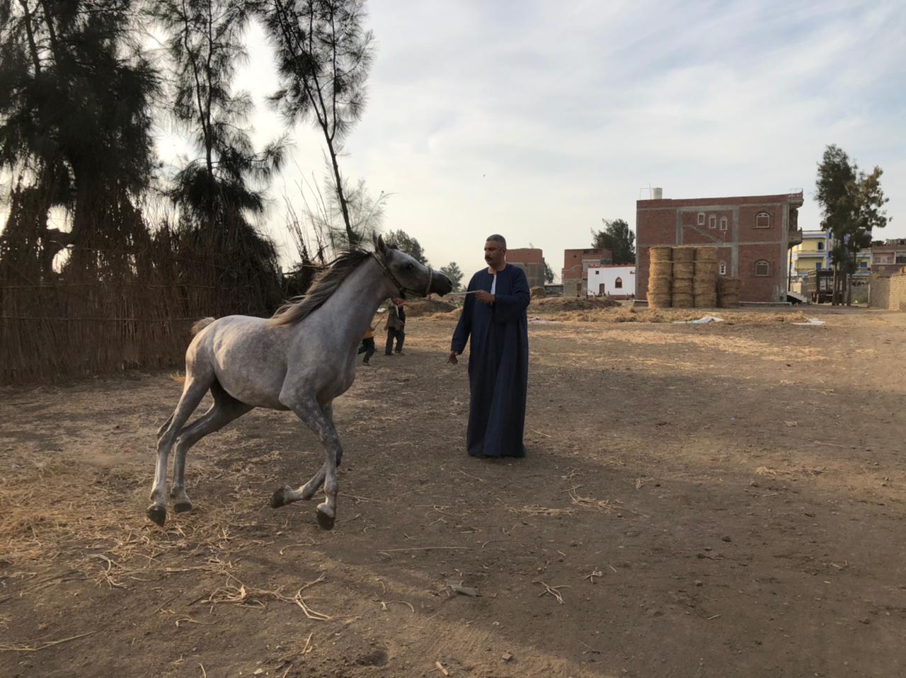 خيول عربية