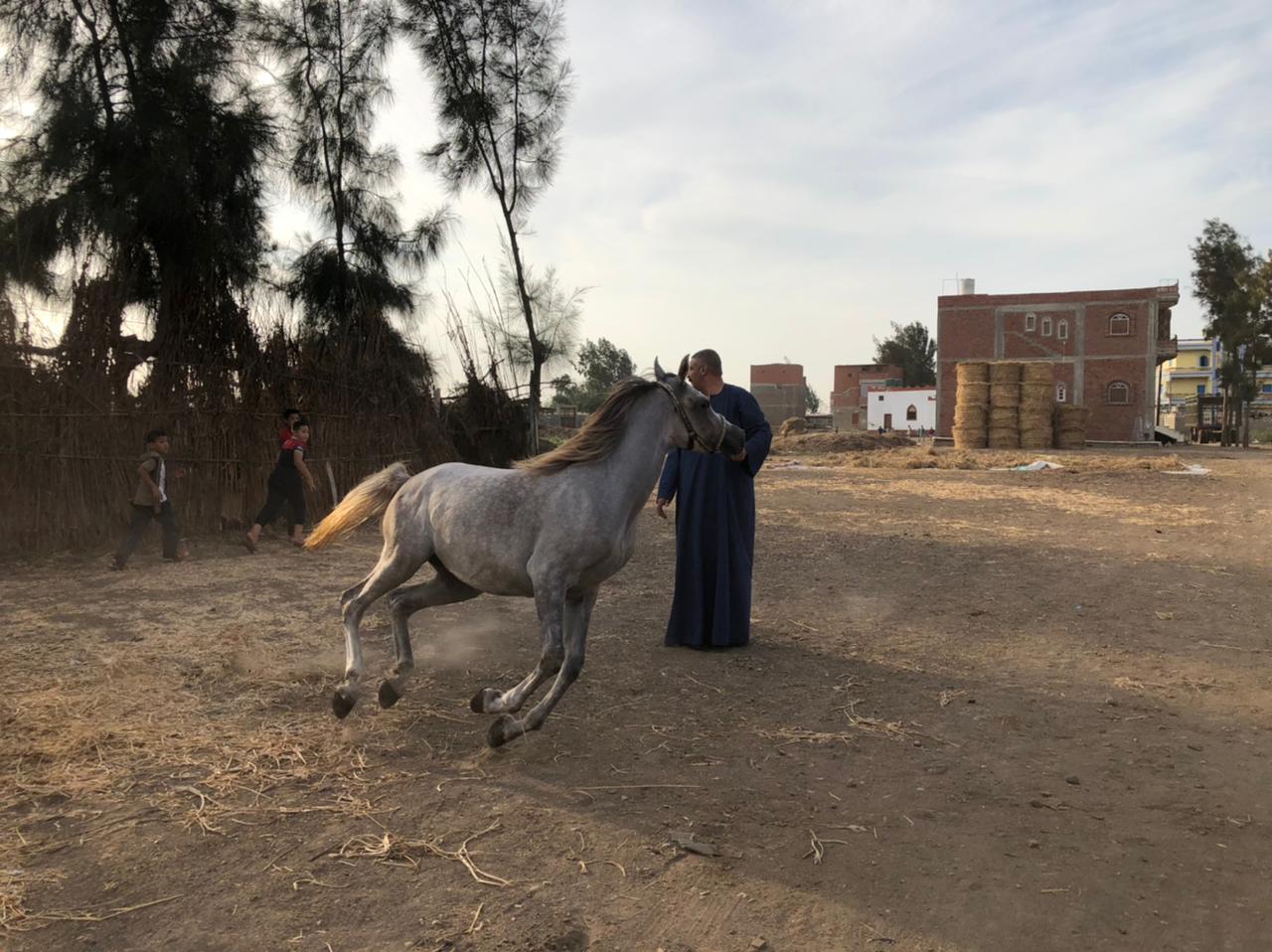 تربية الخيول العربية الأصيلة بالدقهلية