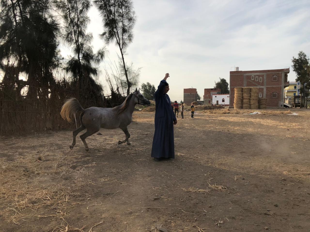 مزرعة خيول عربية بمحافظة الدقهلية