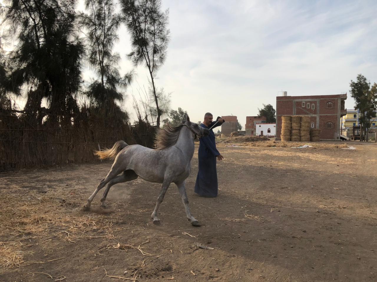 أجمل أنواع الخيول العربية