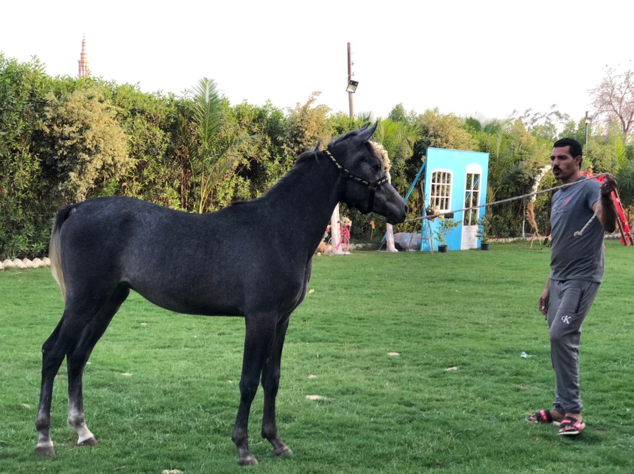 تربية الخيول العربية الأصيلة