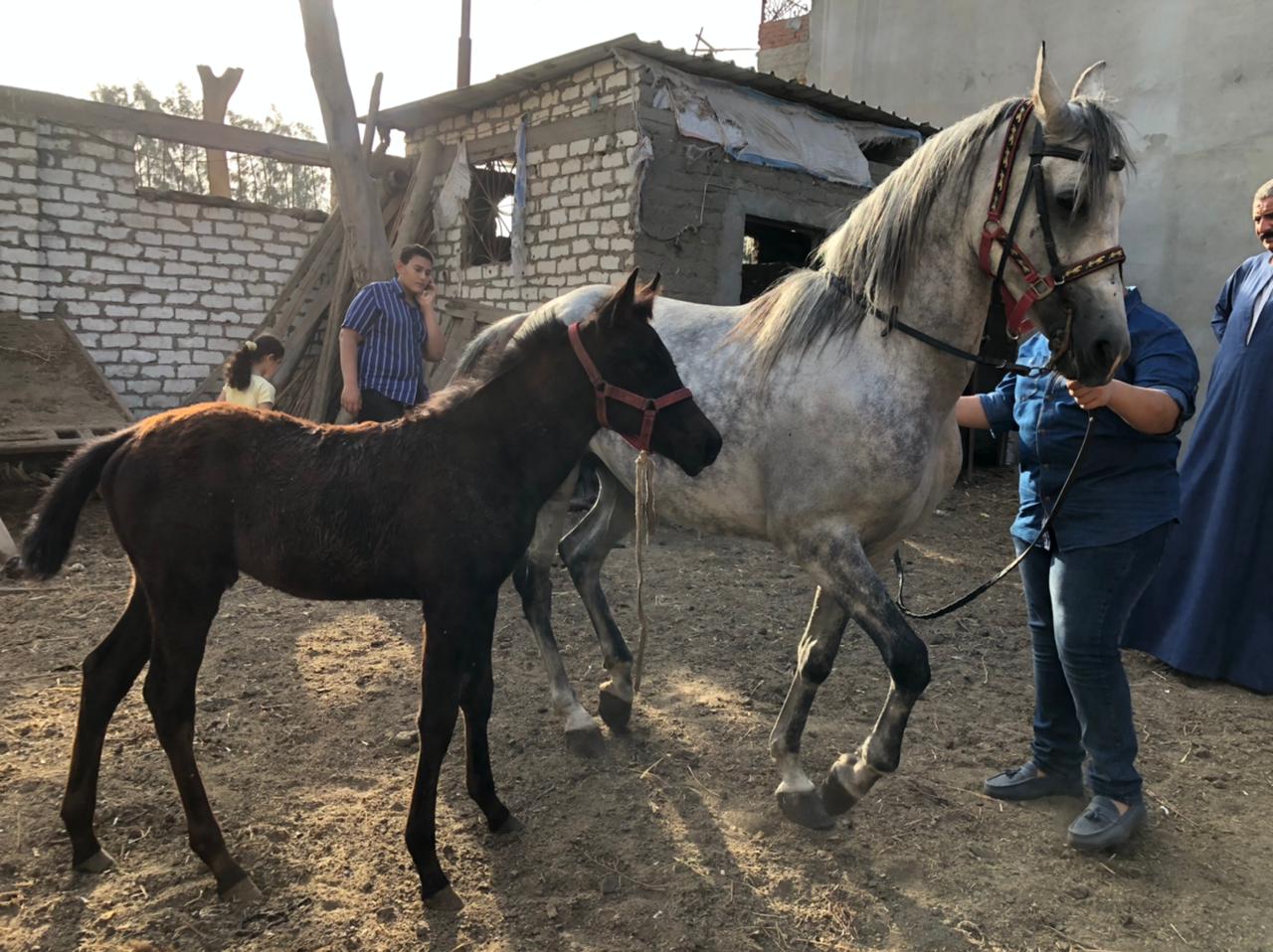 مزرعة لتربية الخيول العربية بمحافظة الدقهلية