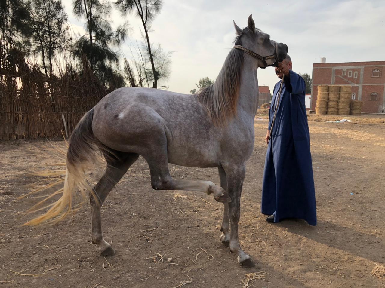 تربية الخيول العربية بالدقهلية