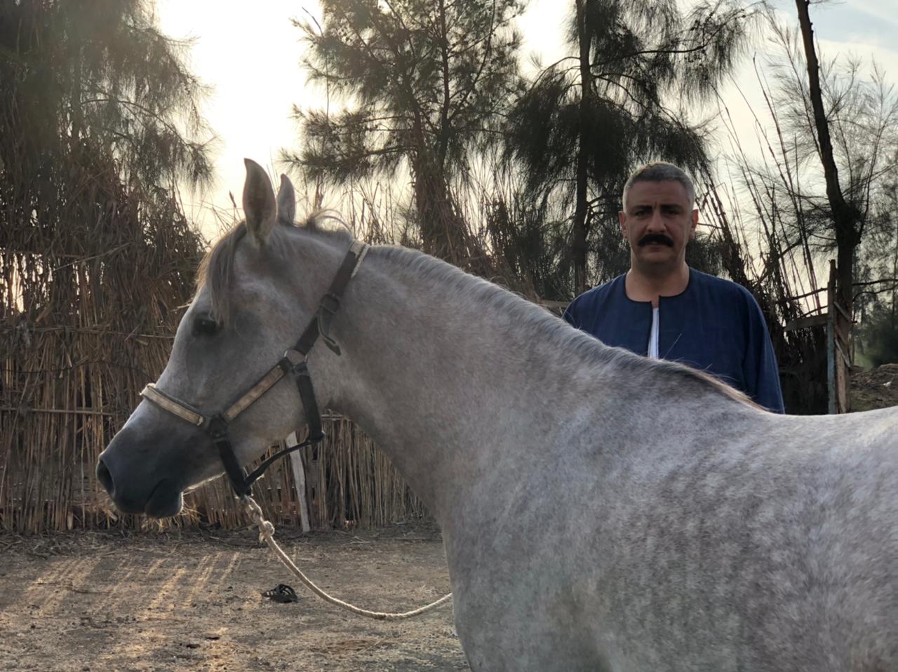 هاوي تربية خيول عربية