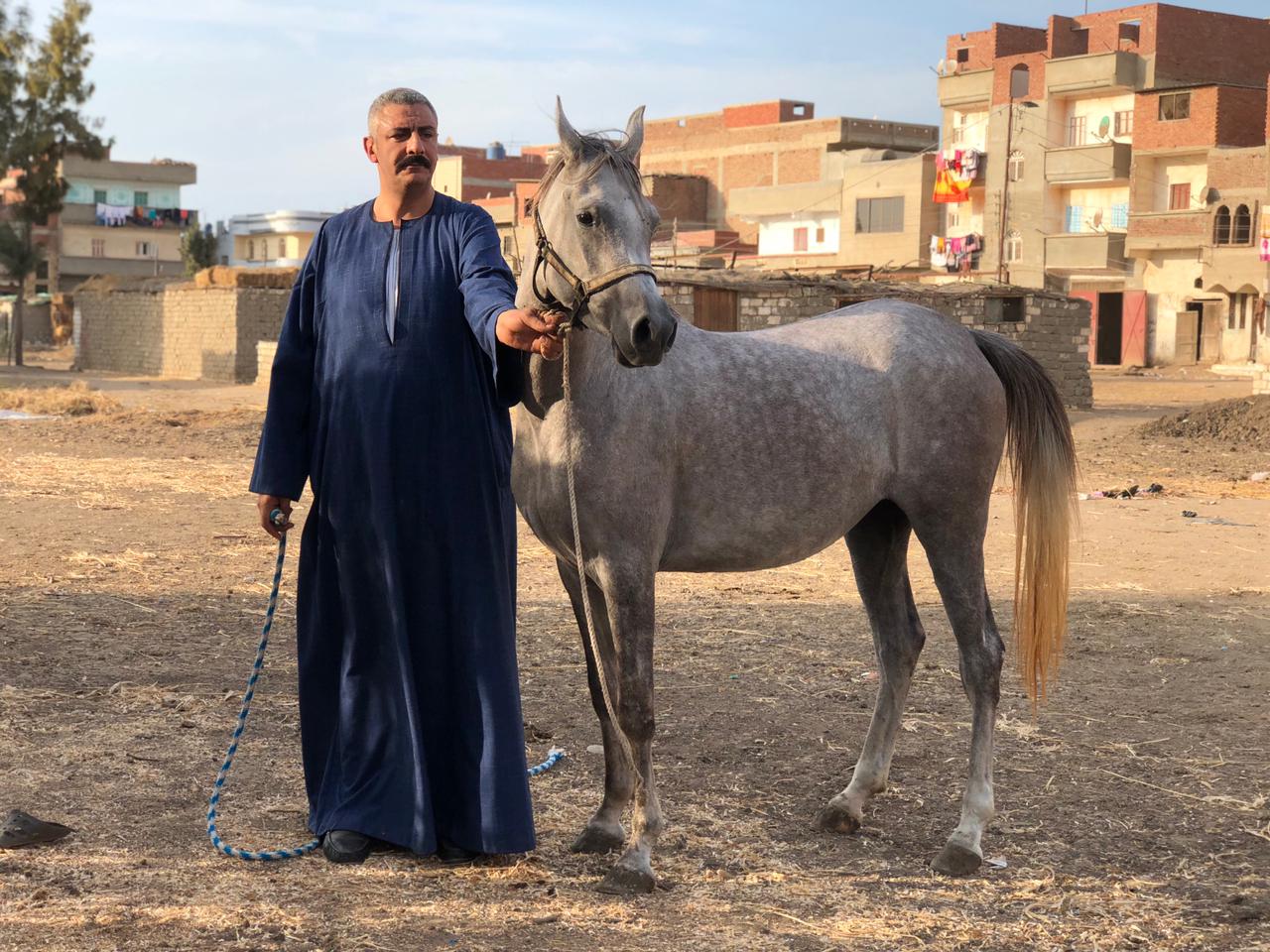 هواية تربية الخيول العربية