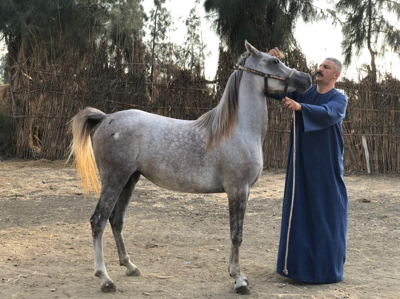 محمد عبدالرحمن أحد هواة تربية الخيول العربية