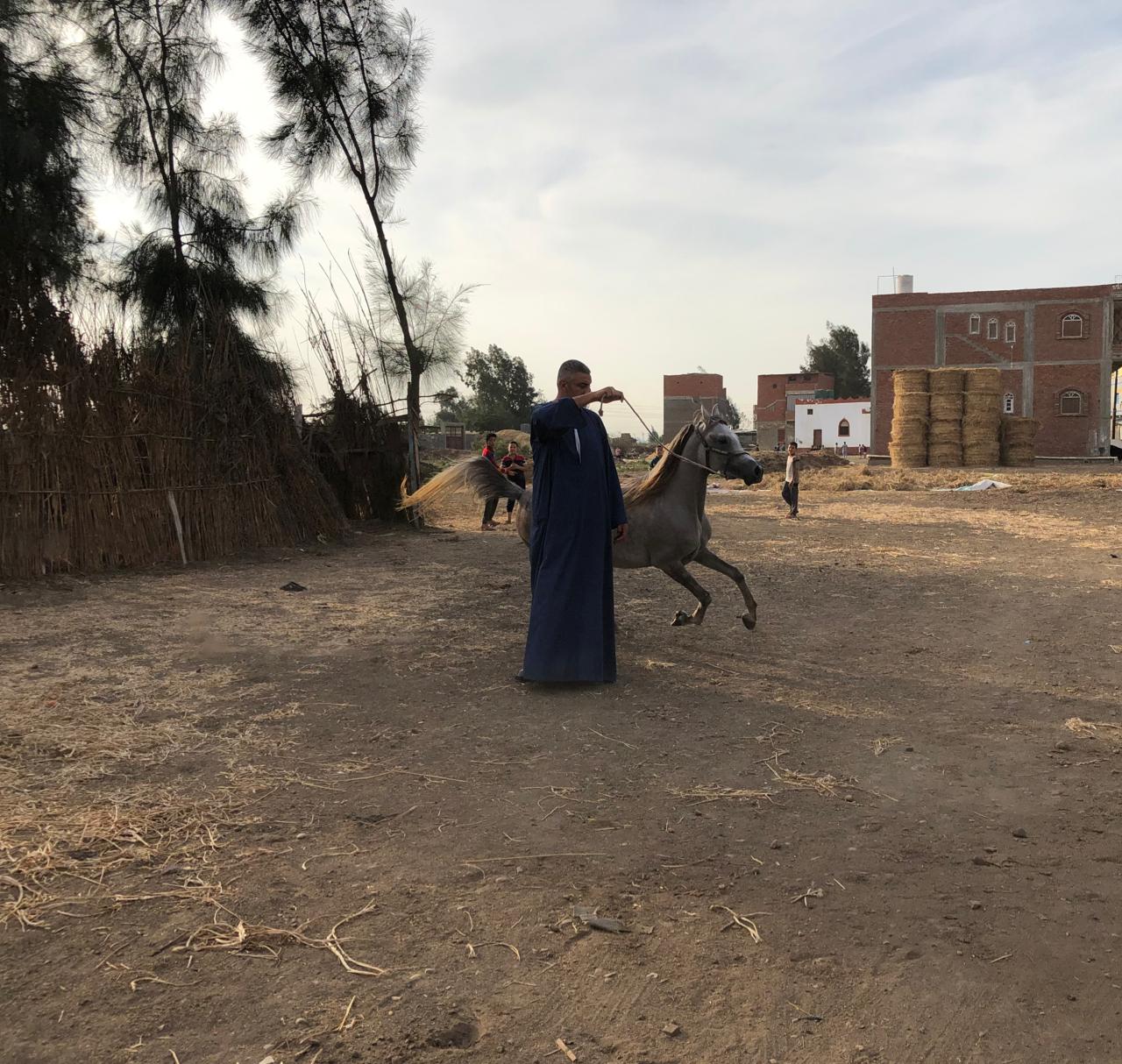 تدريب الخيول العربية