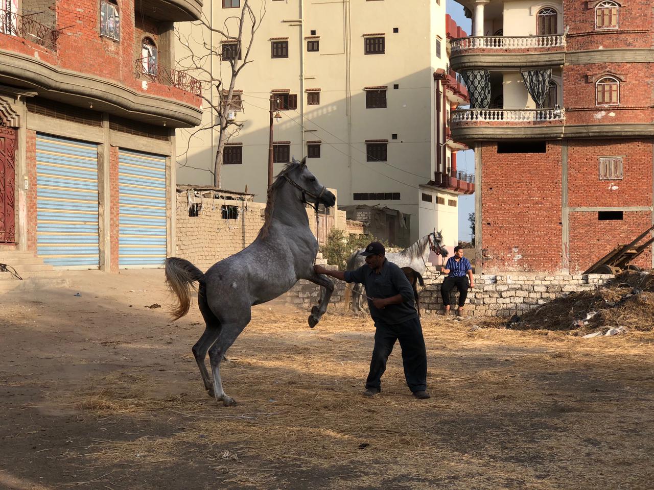 تربية الخيول العربية بالدقهلية2