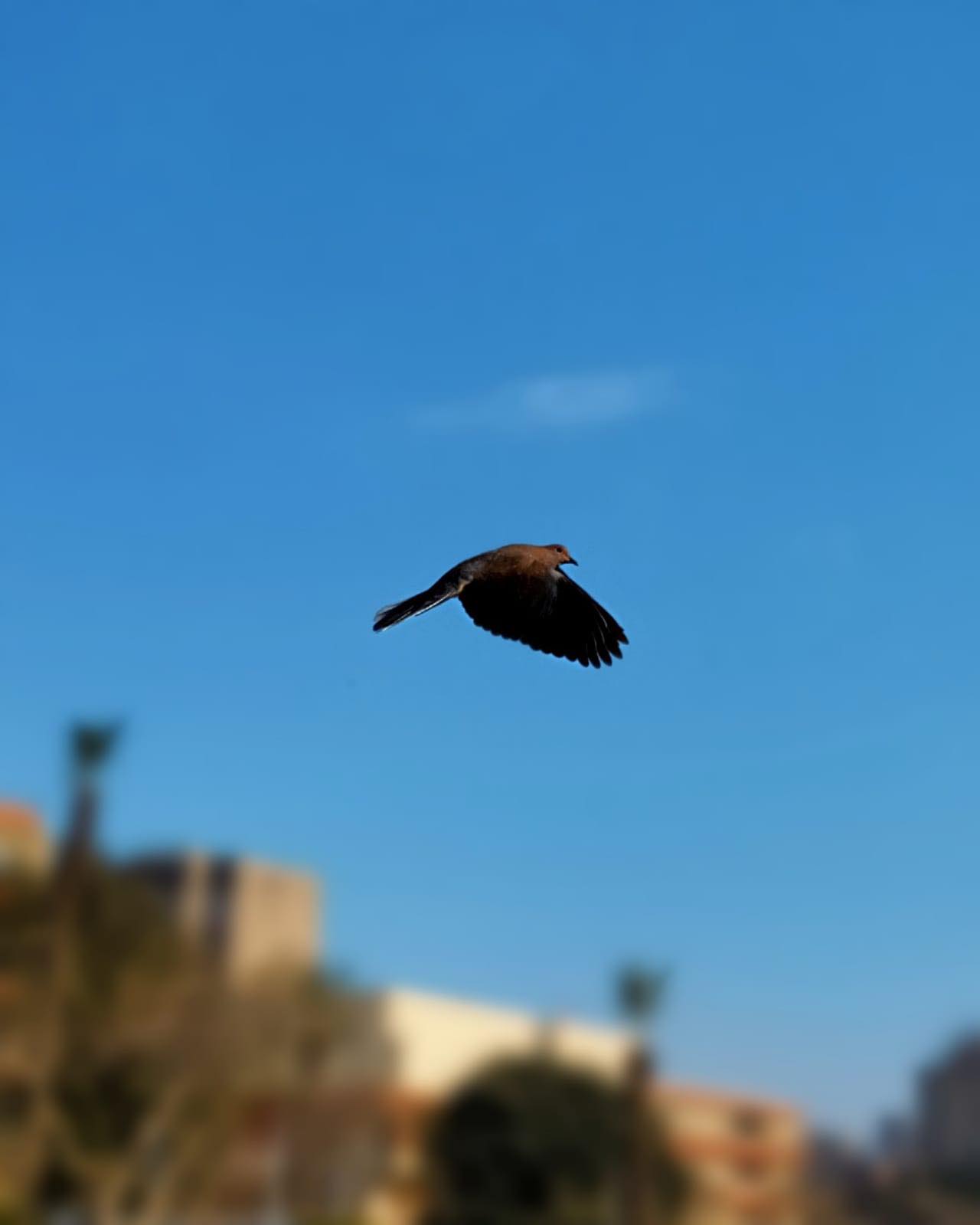 طائر يحلق فى السماء