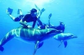 الغوص مع الدلافين بصمدي