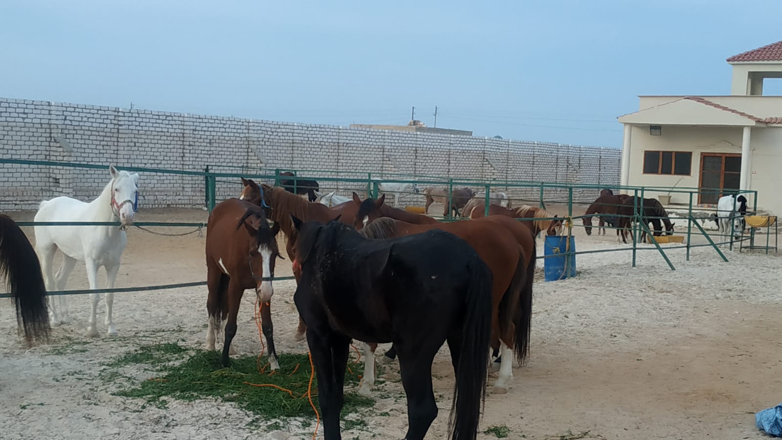 مجموعة من الخيول بعد رعايتها وعلاجها فى مطروح