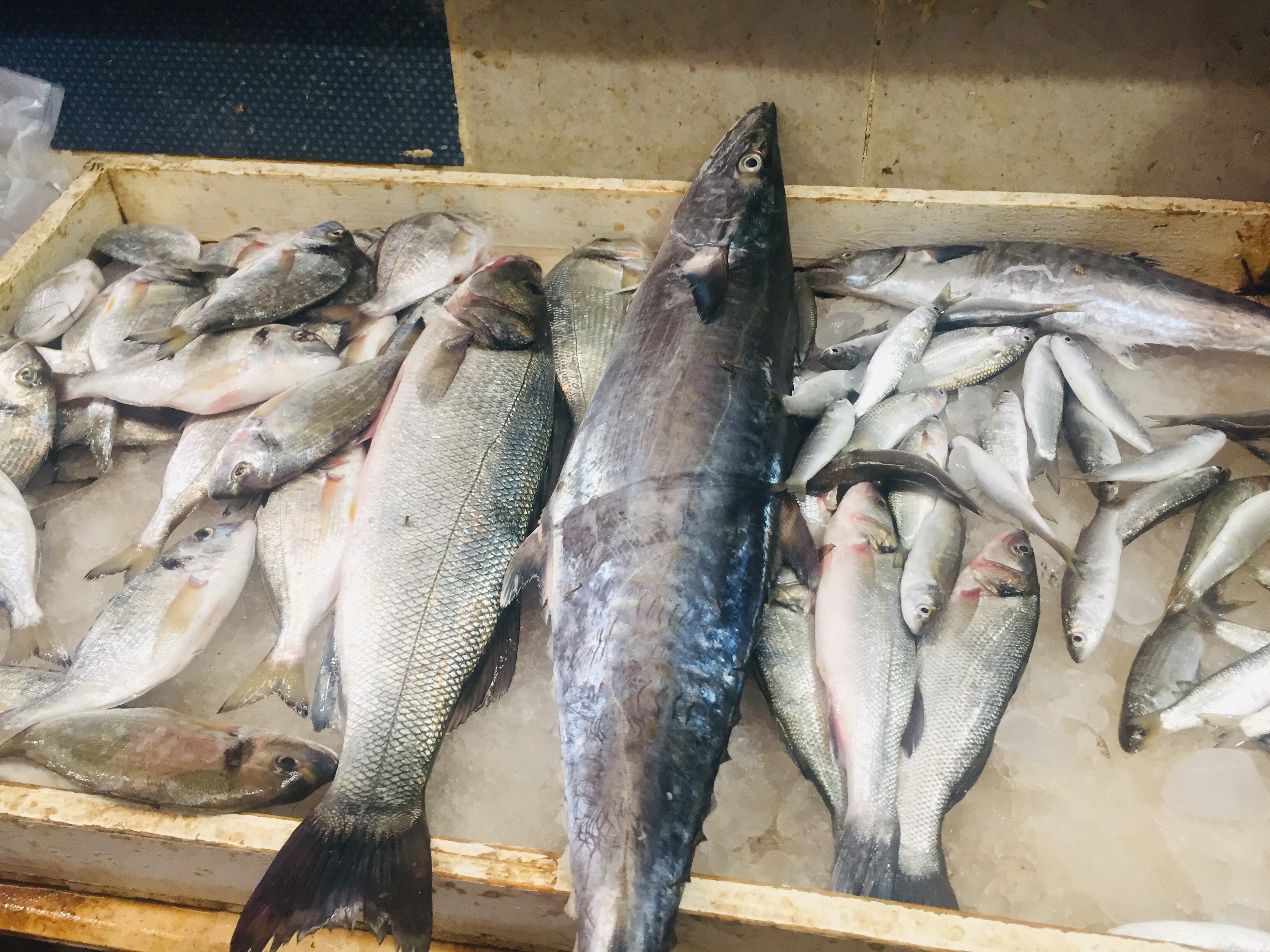  سوق بورسعيد للأسماك بمحافظة الإسماعيلية (3)