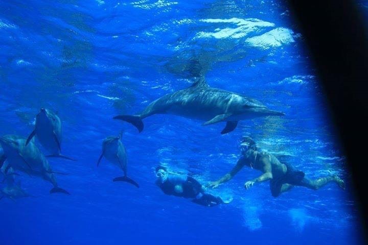 تجمعات الدلافين بمحمية صمداي