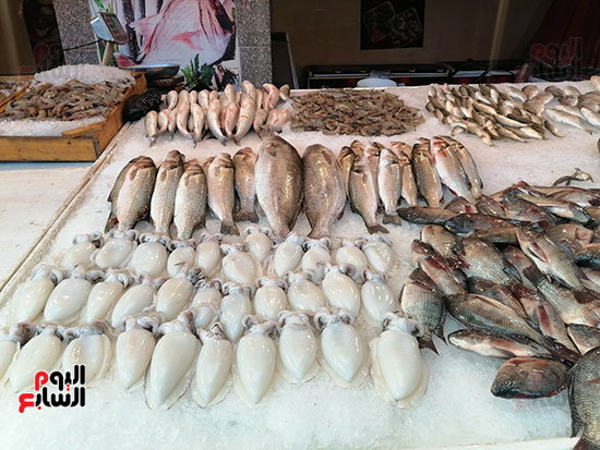 السييبيا-والسمك-بسوق-بورسعيد