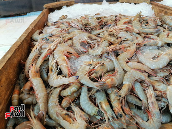 نوع-جمبري-اخر نوع-جمبري-اخر