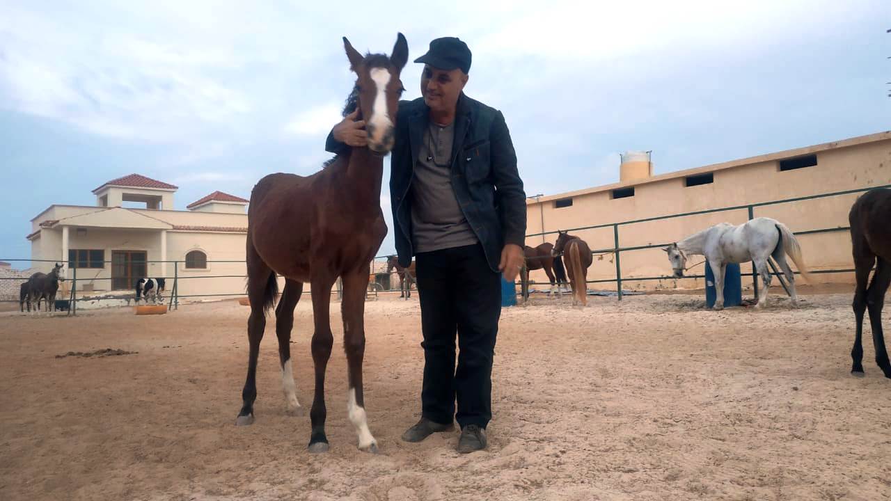 الدكتور صفى الدين من هواة رعاية الخيول
