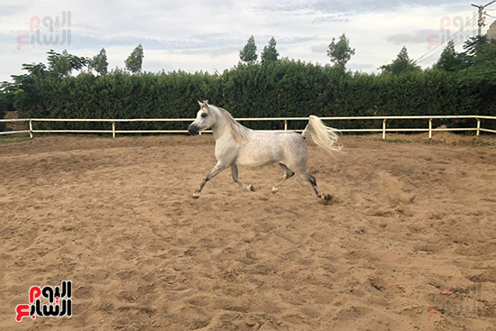 تدريب-الخيول-العربية