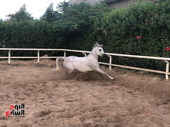 تدريب-الخيول4