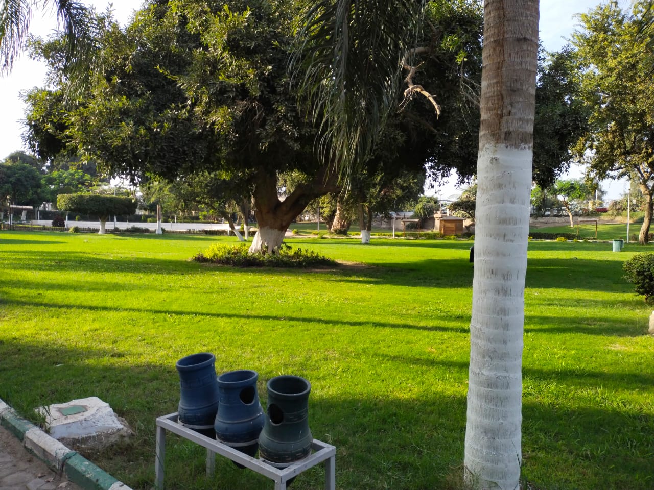 شجرة عمرها 200 سنة ومازالت خضراء زرعها محمد على باشا فى قلب حدائق القناطر الخيرية