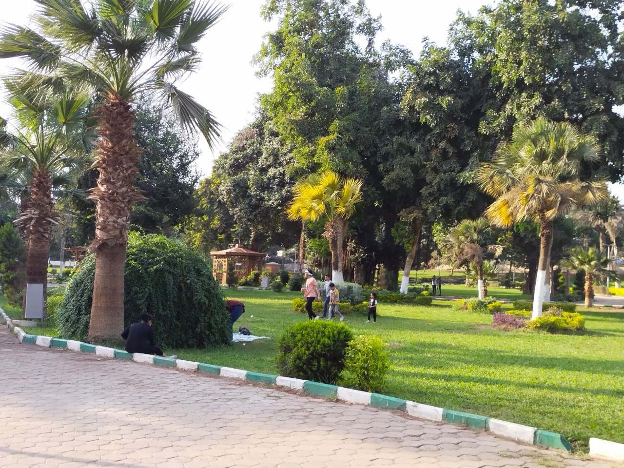 شجرة عمرها 200 سنة زرعها محمد على باشا فى قلب حدائق القناطر الخيرية