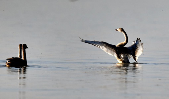 هجرة الطيور (2)