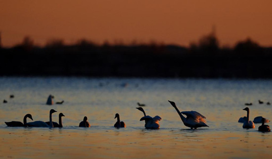البجع فى مقاطعة شنشي شمال غربي الصين