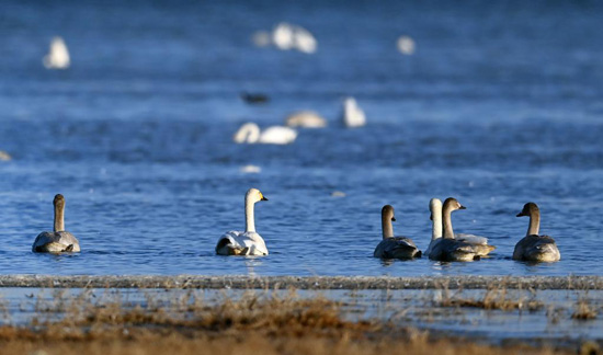 البجع يصل  مياه خزان هيكو في يويلين
