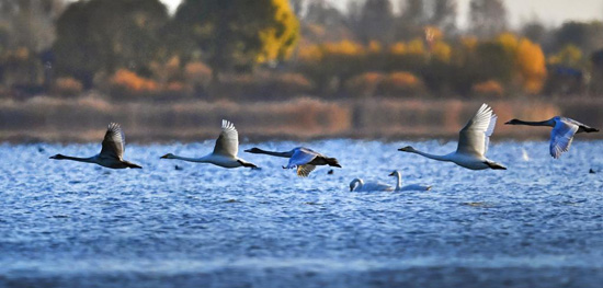 الطيور المهاجرة