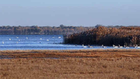 الصين تستقبل الطيور المهاجرة